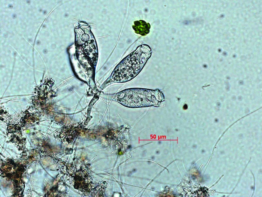 Aufbaukurs Mikroskopische Untersuchung