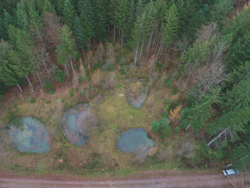 Wasserrückhalt in den Wäldern