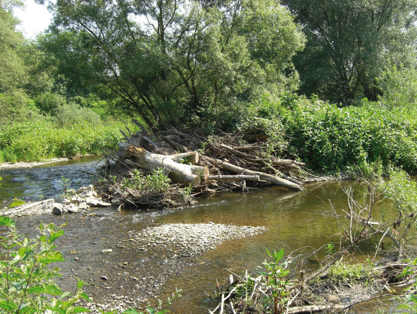 Vertiefungsseminar zur Gewässerunterhaltung