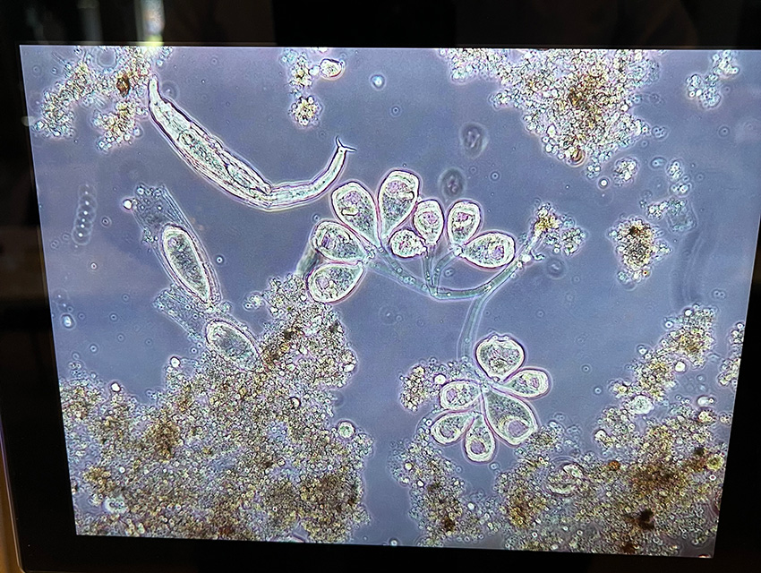 Mikroskopie-Grundkurs