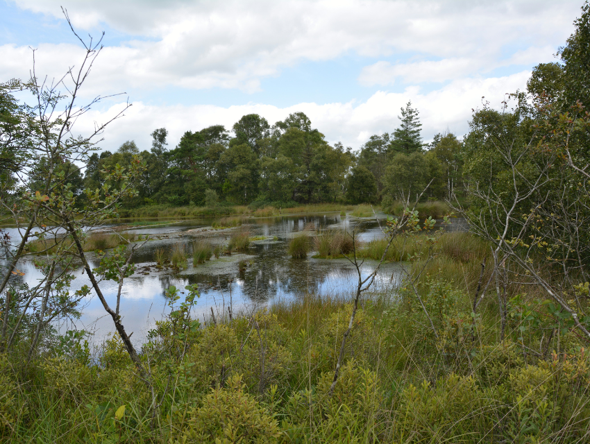 Wiedervernässung von Mooren