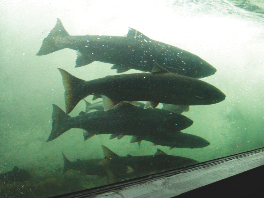 Durchgängigkeit von Fließgewässern (Fischaufstieg) - Merkblatt DWA-M 509 (Termin und Ort in Planung 2027)